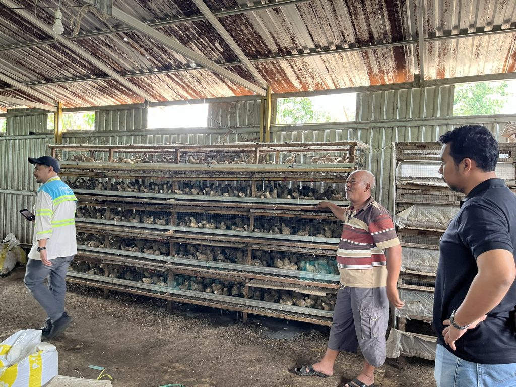 burung puyuh